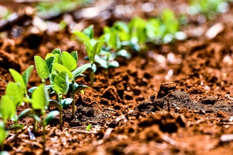 Redução de Chuvas Freia Plantio de Soja no Rio Grande do Sul