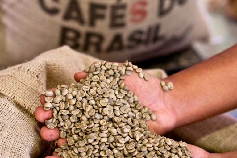 Grãos de café verde
