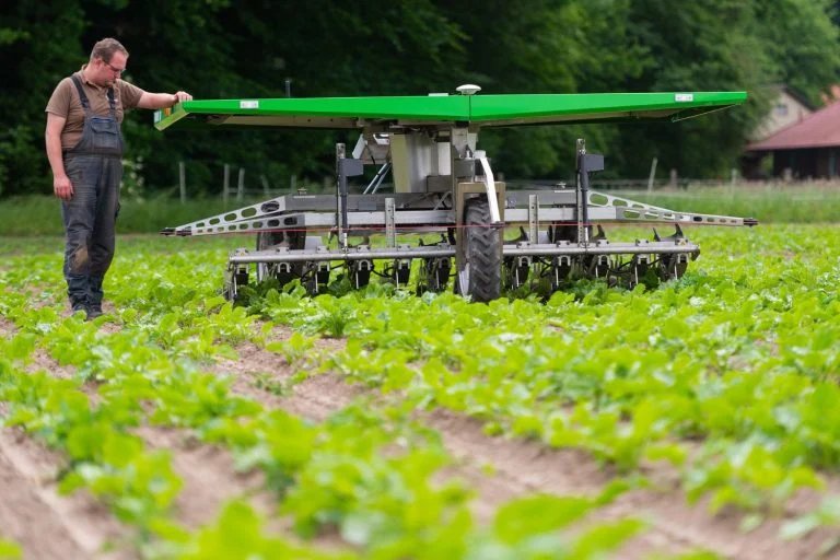 Fazendeiro dinamarquês observa o trabalho de robô num campo de beterraba orgânica