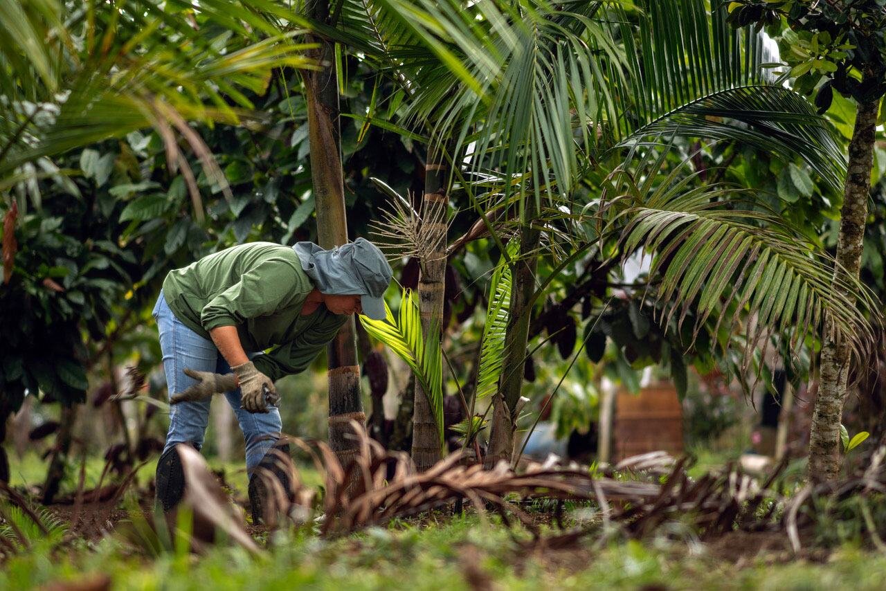 media:entermedia_image:2ed45f1d-d274-485e-ab4e-7b4f479cf779 Um agricultor no sul da Bahia, Brasil, cuidando de um sistema de agroflorestação rodeado por vegetação tropical.