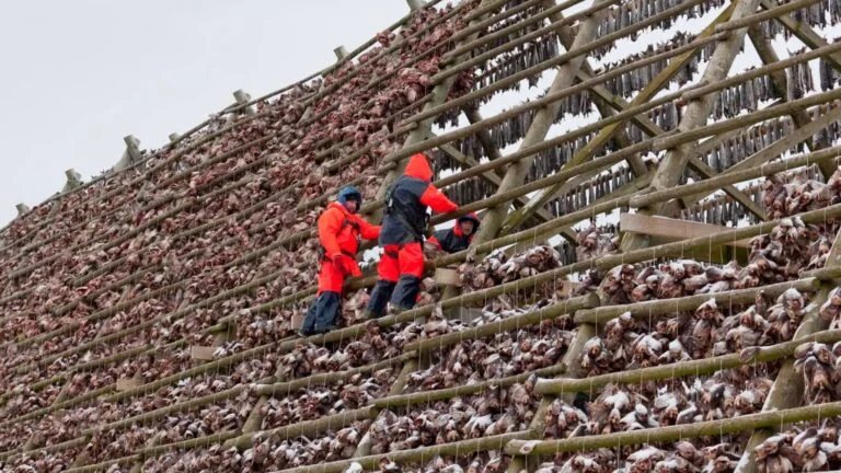 Bacalhau do Atlântico secando