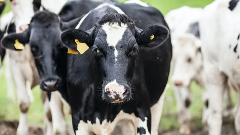 Minerva (BEEF3) lidera ganhos do Ibovespa após decisão dos EUA; entenda
