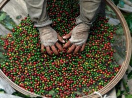 Colheita de Café na Cooxupé: Cooperados Alcançam Impressionantes 47,3%!