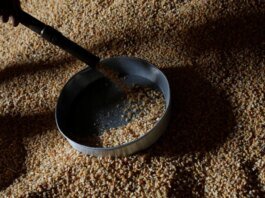 Colheita de Milho em Mato Grosso: 78,92% da Área Já Foi Colhida! Descubra os Detalhes