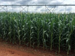 Colheita de Milho em Mato Grosso: Superando Expectativas com 90,66% da Área Colhida!