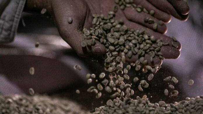 Alta nos Preços do Café Robusta no Vietnã: O Impacto