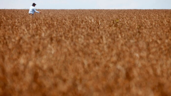 Aumento de 5% na Área com Defensivos Agrícolas: O Que