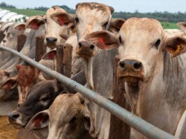 Como a Ampliação de Cota dos EUA Abre Novas Oportunidades para a Carne Bovina Brasileira Frente às Tarifas da China