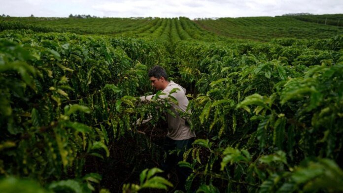 Cooxupé: Colheita de Café dos Cooperados Alcança Impressionantes 74,6%! Descubra
