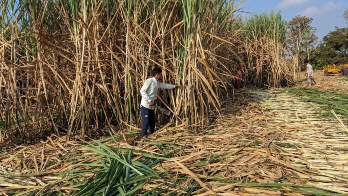 Índia Pode Limitar Uso da Cana: O Impacto da Decisão