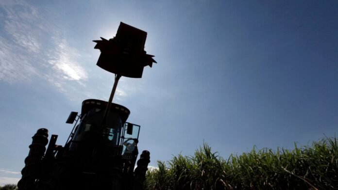Queda Surpreendente: Produção de Açúcar no Centro-Sul Despenca 12,4% na