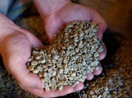 Surpreendente Alta: Exportações de Café Verde Crescem 0,8% em Junho, Revela OIC