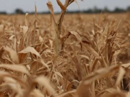 Alimentos Disparam de Preços em Agosto: Descubra os Motivos e Impactos!