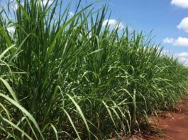 Cofco Revoluciona o Setor Açucareiro: Aquisição de Duas Usinas da Bunge no Brasil!