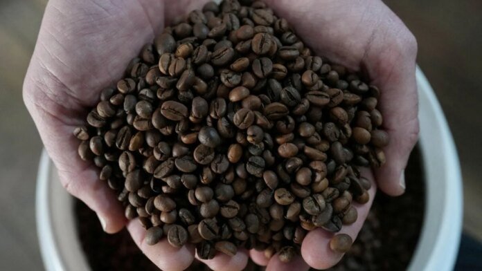 Colheita de Café na Cooxupé: Cooperados Alcançam Impressionantes 95,4% da