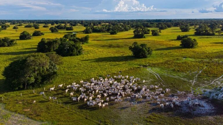 Bovinos de corte em área de pastagens