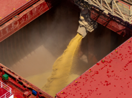 Plantio de Soja no Brasil Cresce 1,2%: O que Isso Significa para o Setor Agro?
