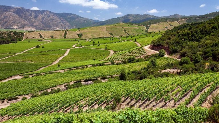 Vinhedos em Chile